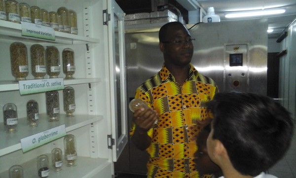 Mr. Tia showing us the varieties rice